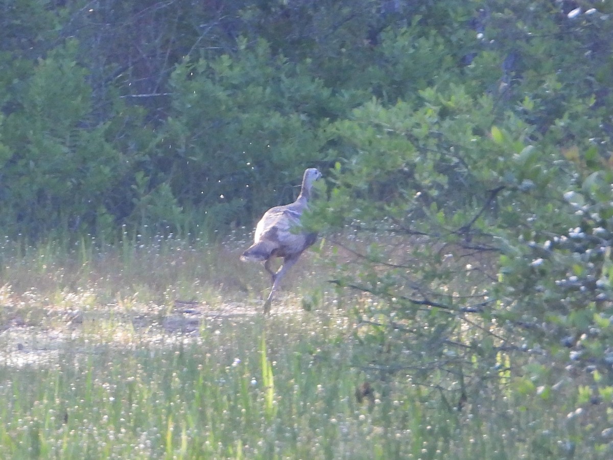 Wild Turkey - ML159676961