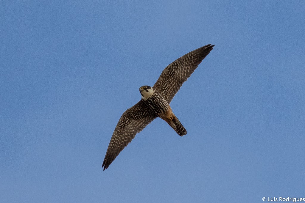 Eurasian Hobby - Luis Rodrigues