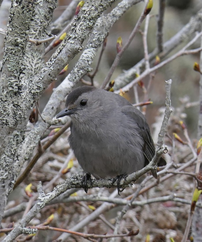 Pájaro Gato Gris - ML159678681