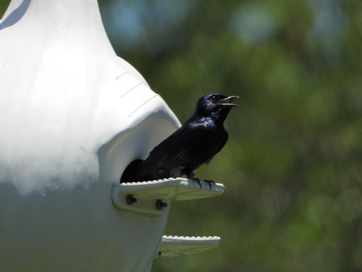 Purple Martin - ML159679511
