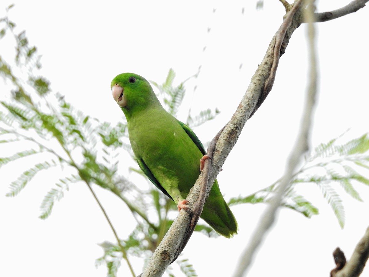 Зелёный воробьиный попугайчик - ML159679691