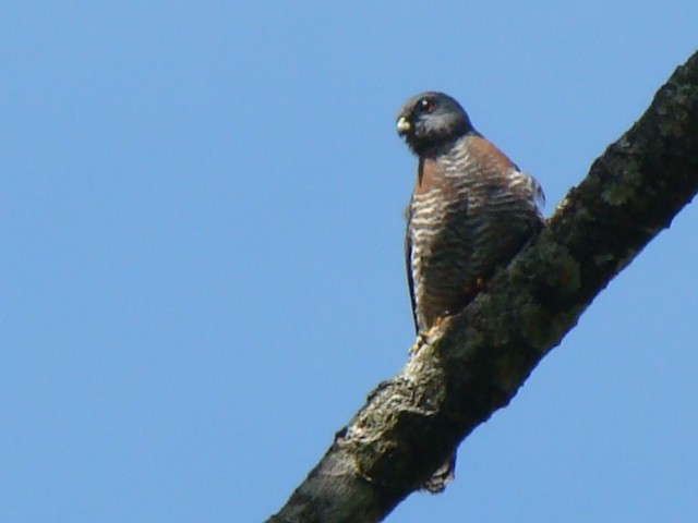 Double-toothed Kite - Leandro Arias