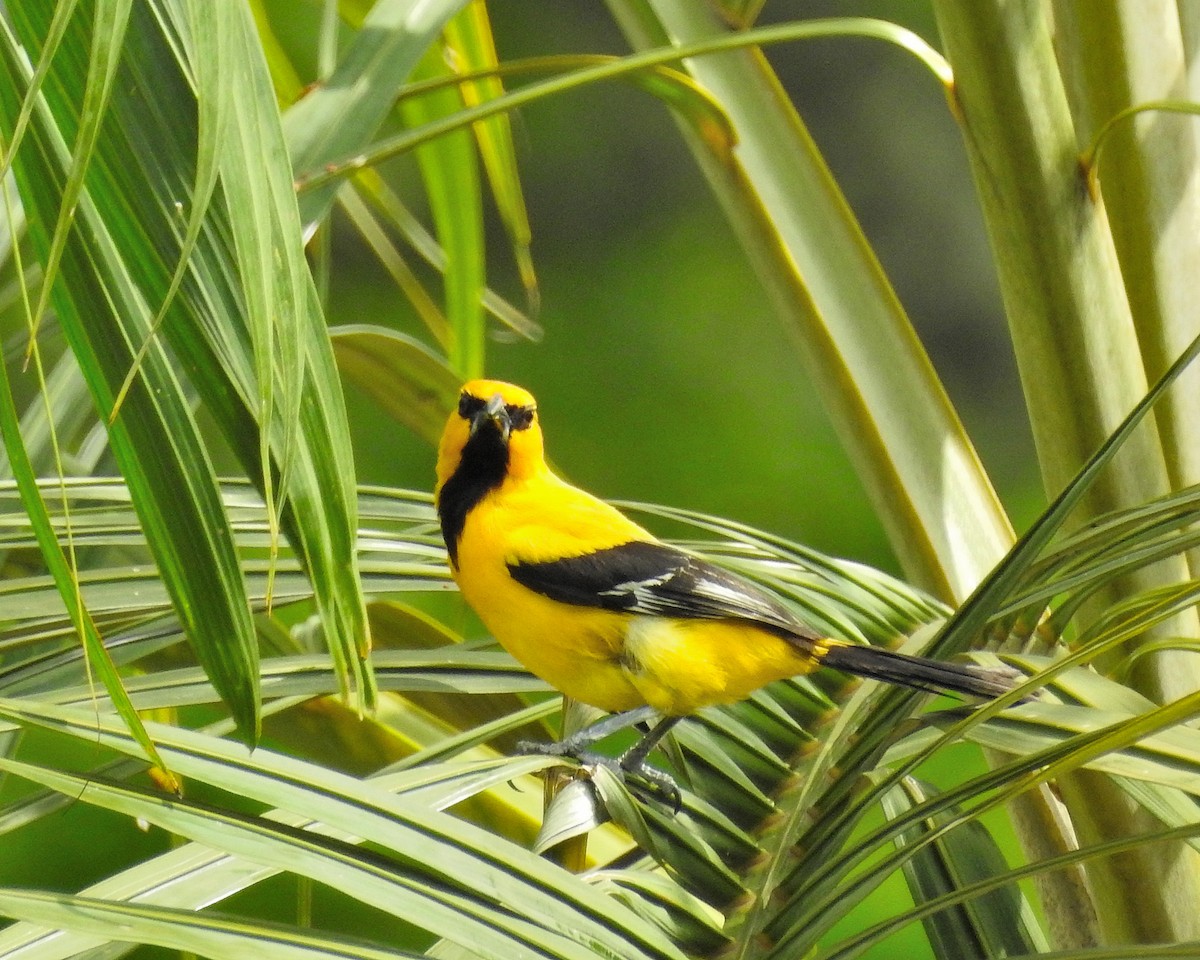 Yellow Oriole - ML159681651