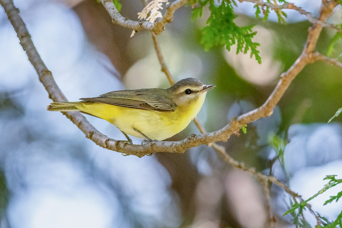 Philadelphia Vireo - ML159682141