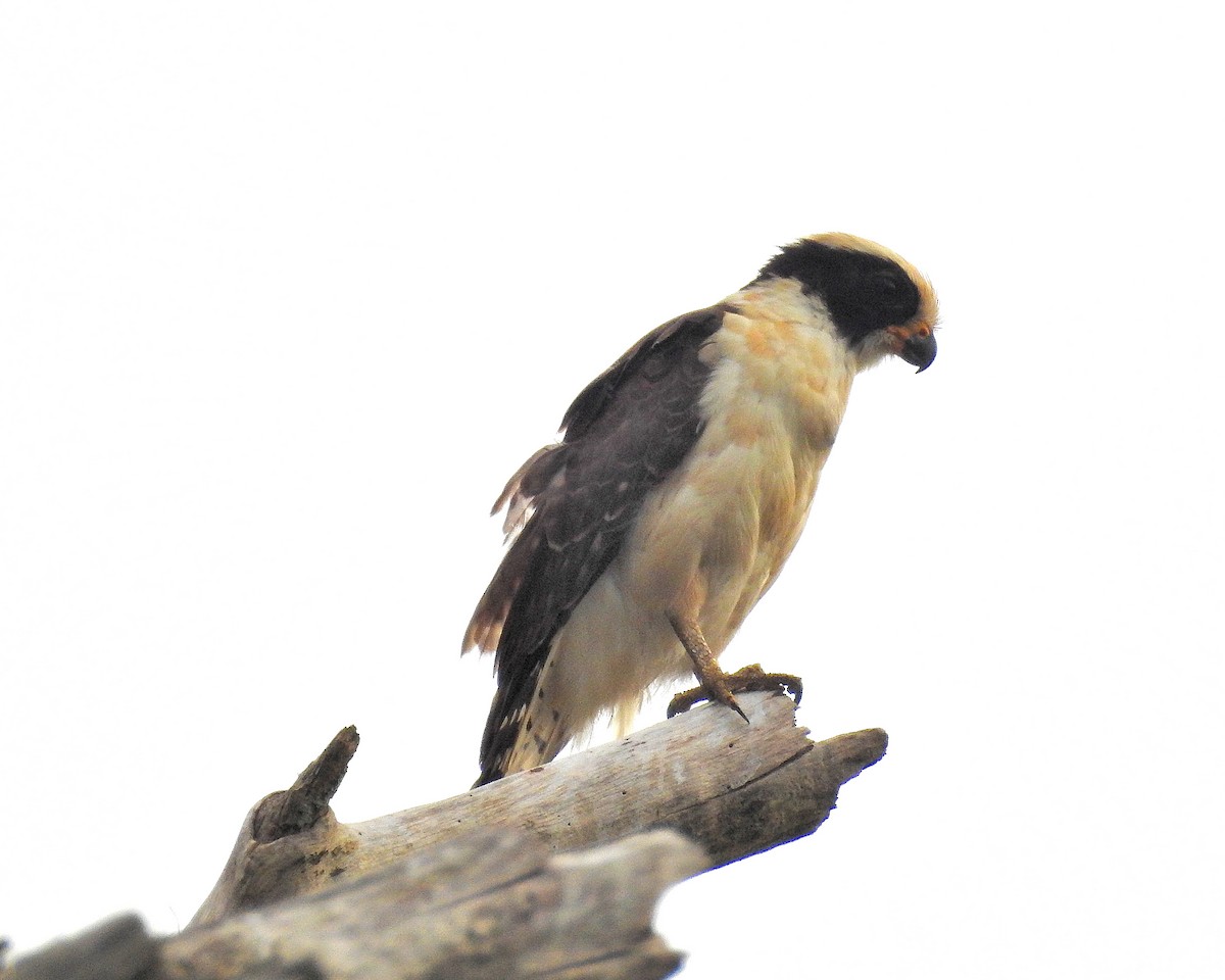 Laughing Falcon - ML159682151