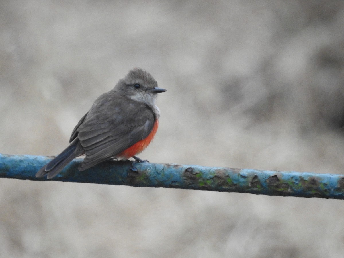 Vermilion Flycatcher - ML159682901