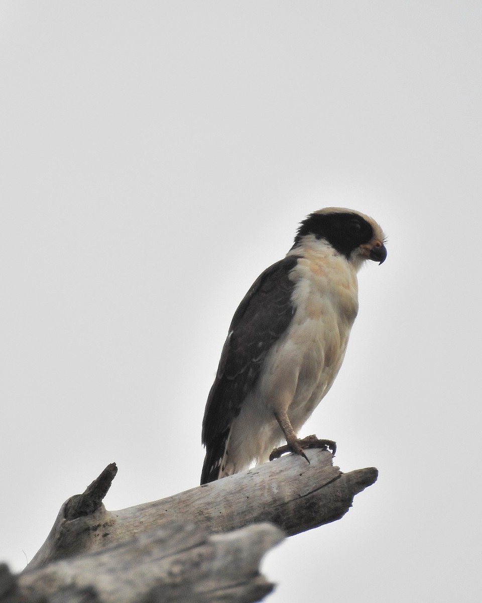 Laughing Falcon - ML159682921