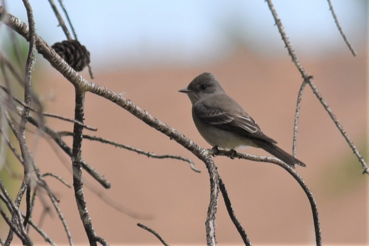 Western Wood-Pewee - Bruce Mast