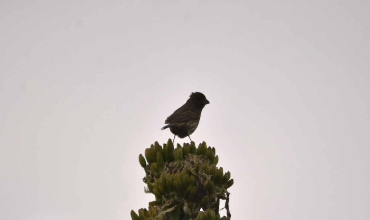 House Finch - ML159683191