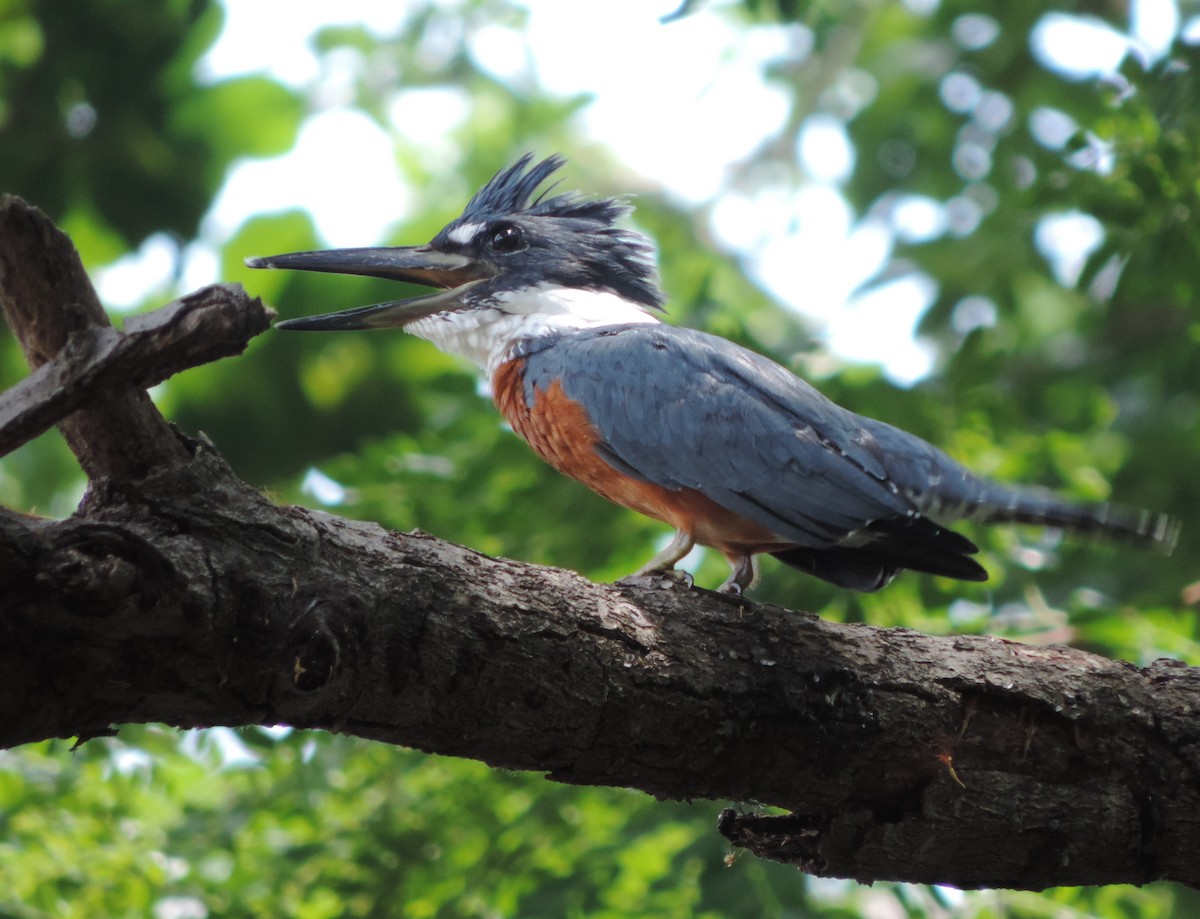 Ringed Kingfisher - ML159684661