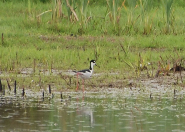 pisila černokrká - ML159685621