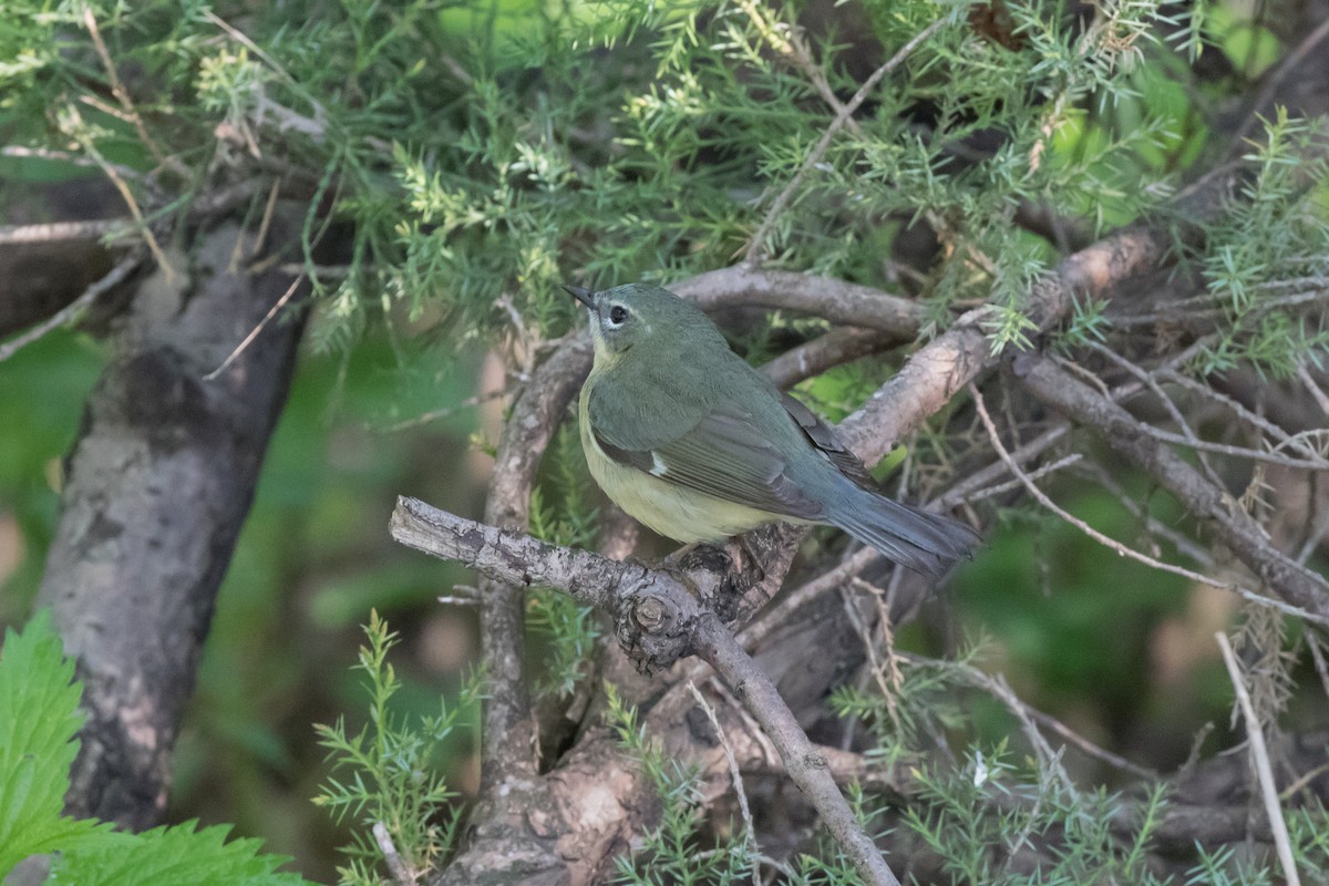 Black-throated Blue Warbler - ML159686711