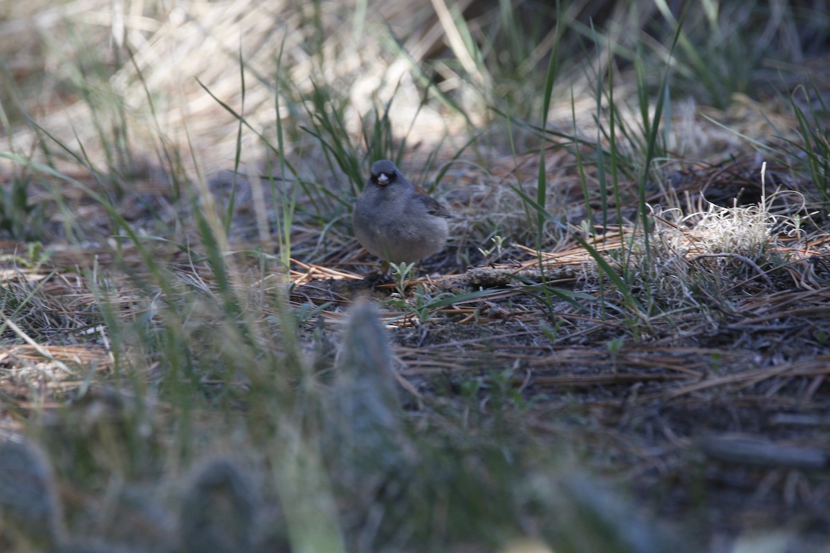 Dark-eyed Junco (Gray-headed) - ML159690841