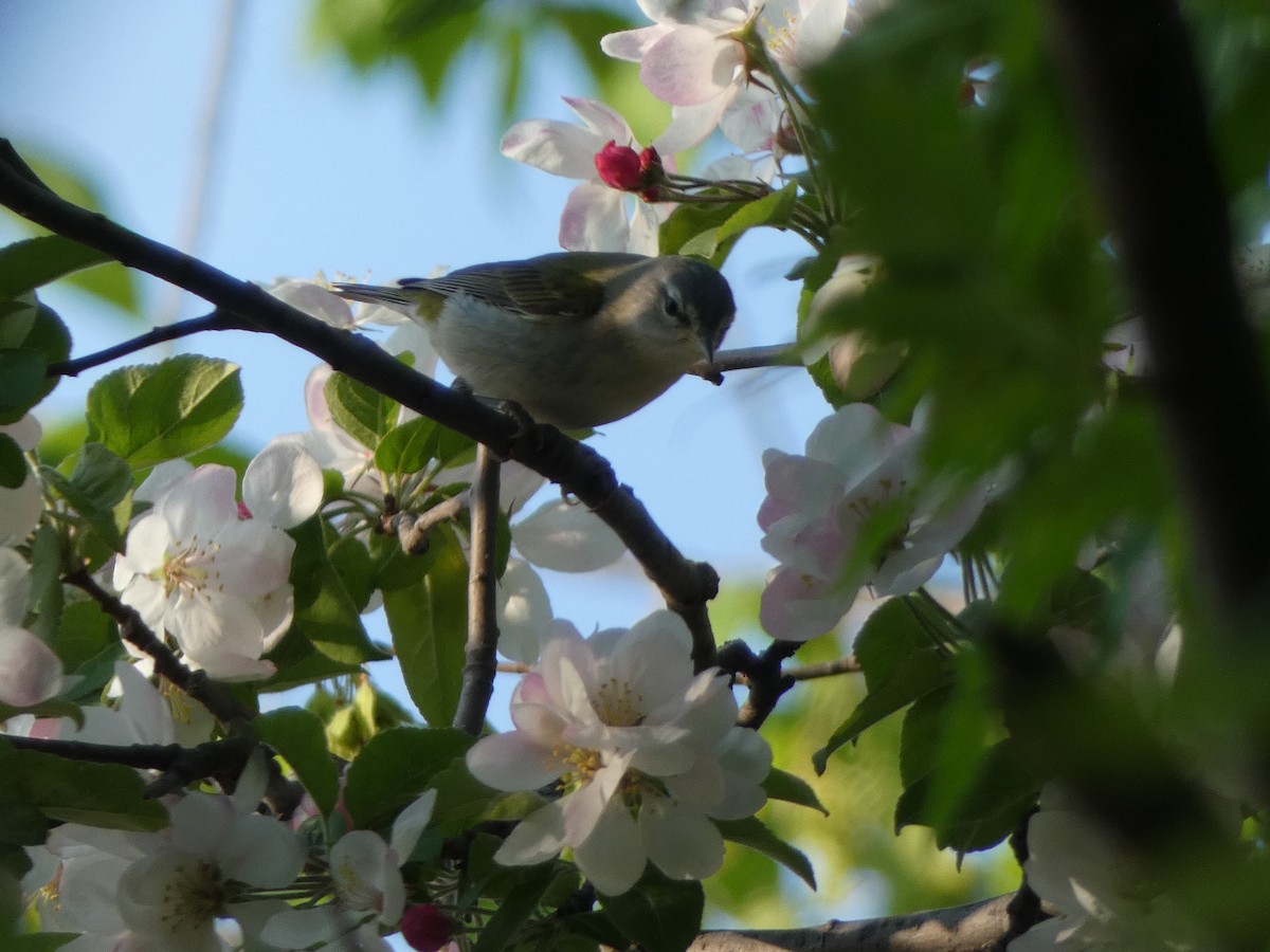 Tennessee Warbler - ML159691911