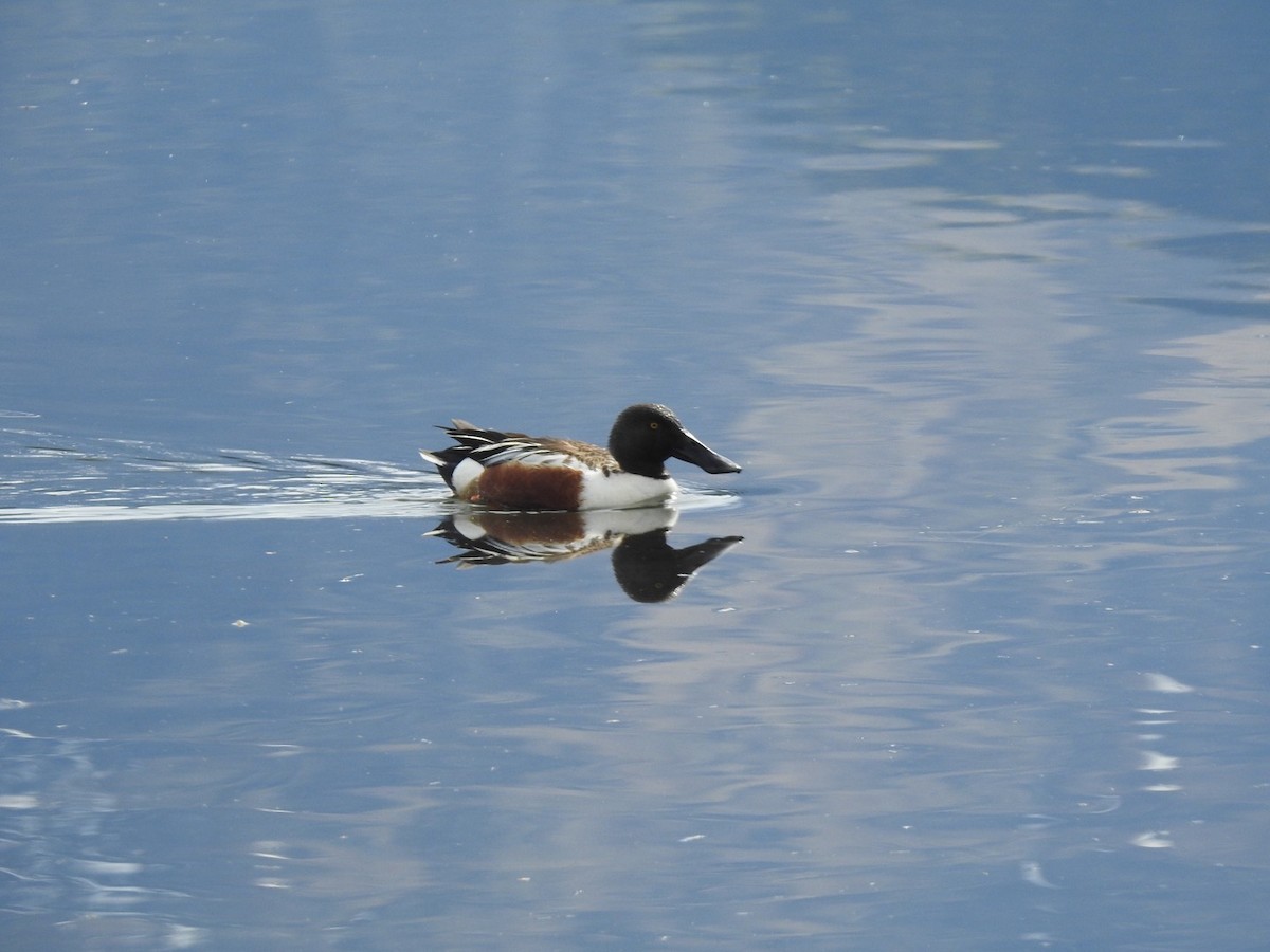 Northern Shoveler - ML159693381