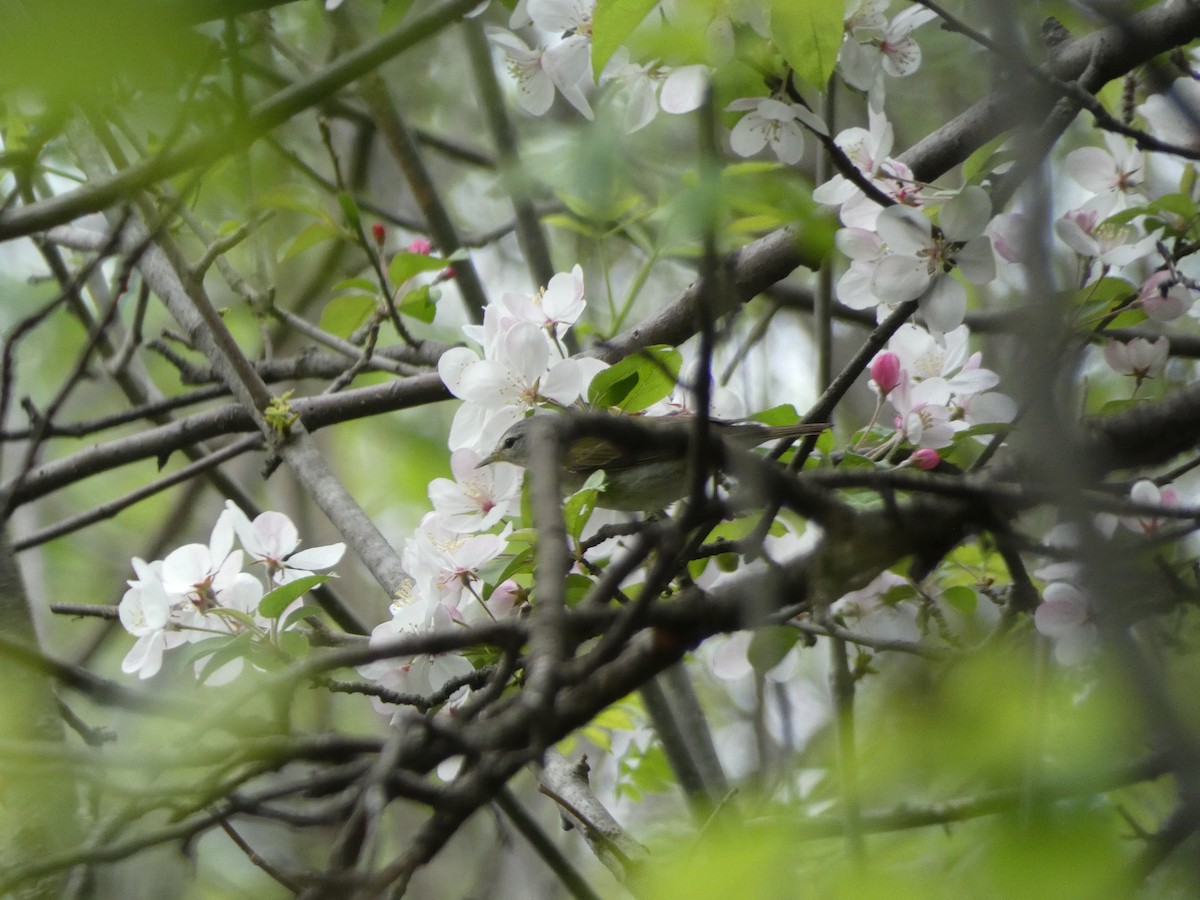 Tennessee Warbler - ML159694221