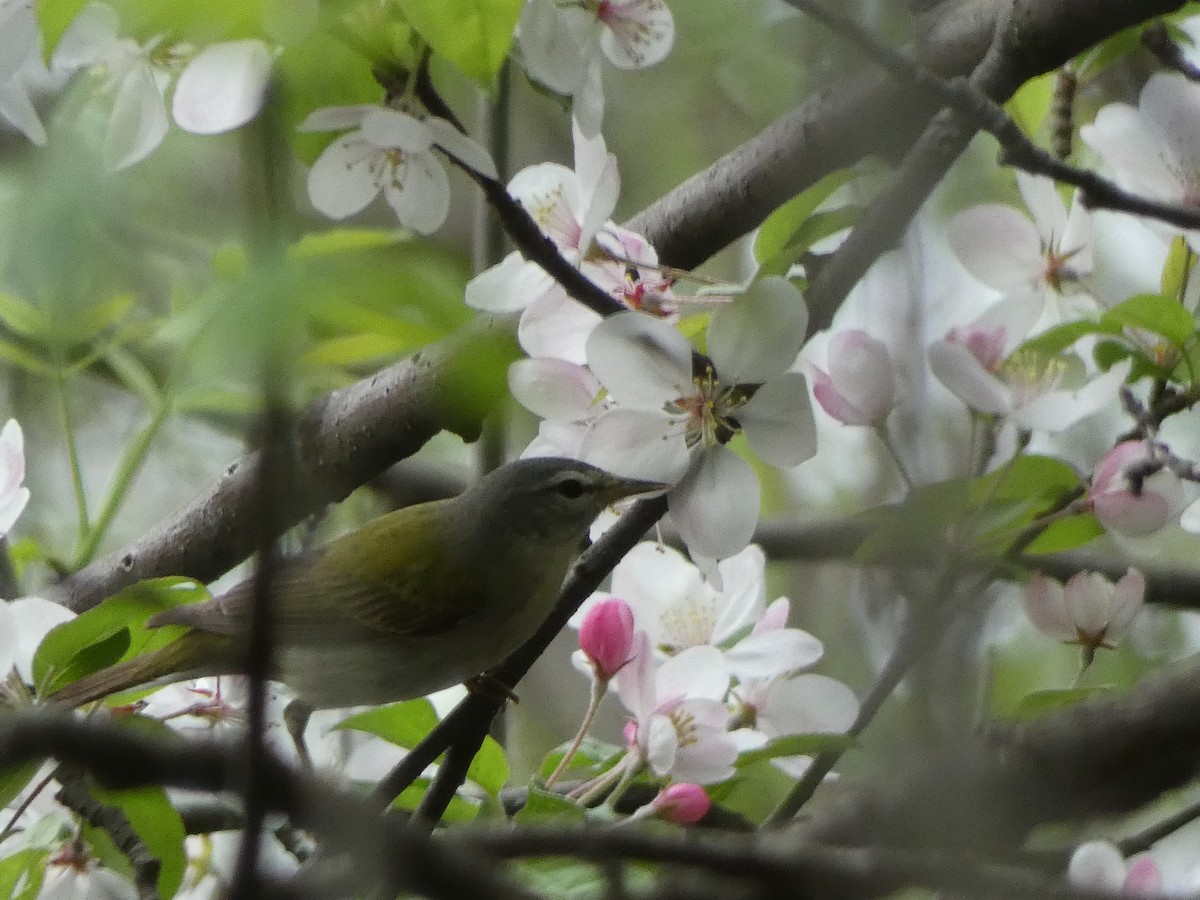 Tennessee Warbler - ML159694271