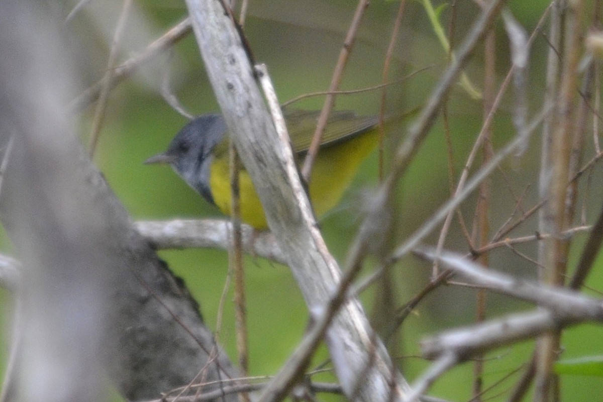 Mourning Warbler - ML159696421