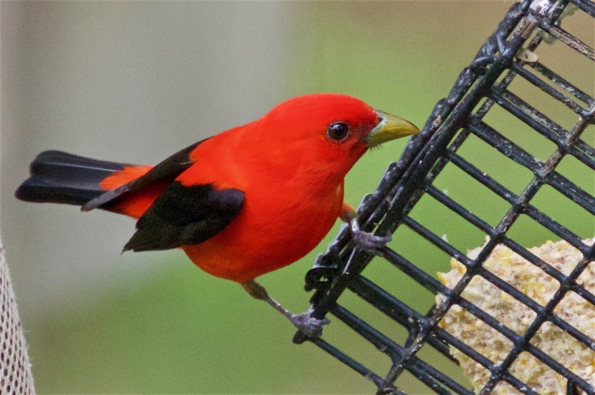 Scarlet Tanager - ML159704421
