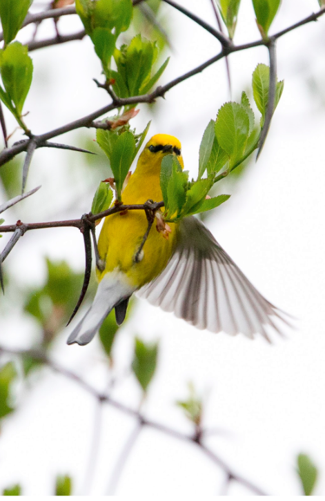 Blue-winged Warbler - ML159706191