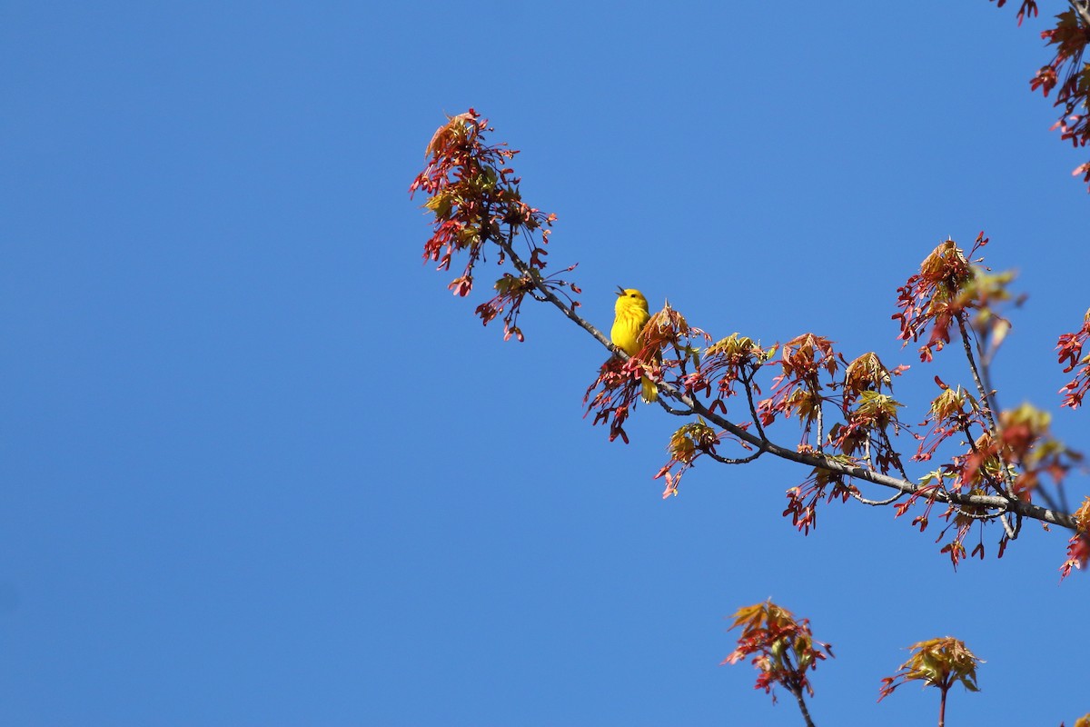 Yellow Warbler - ML159706201