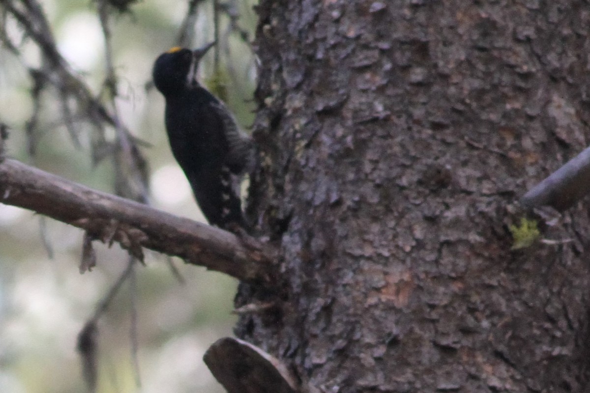 Black-backed Woodpecker - ML159706561