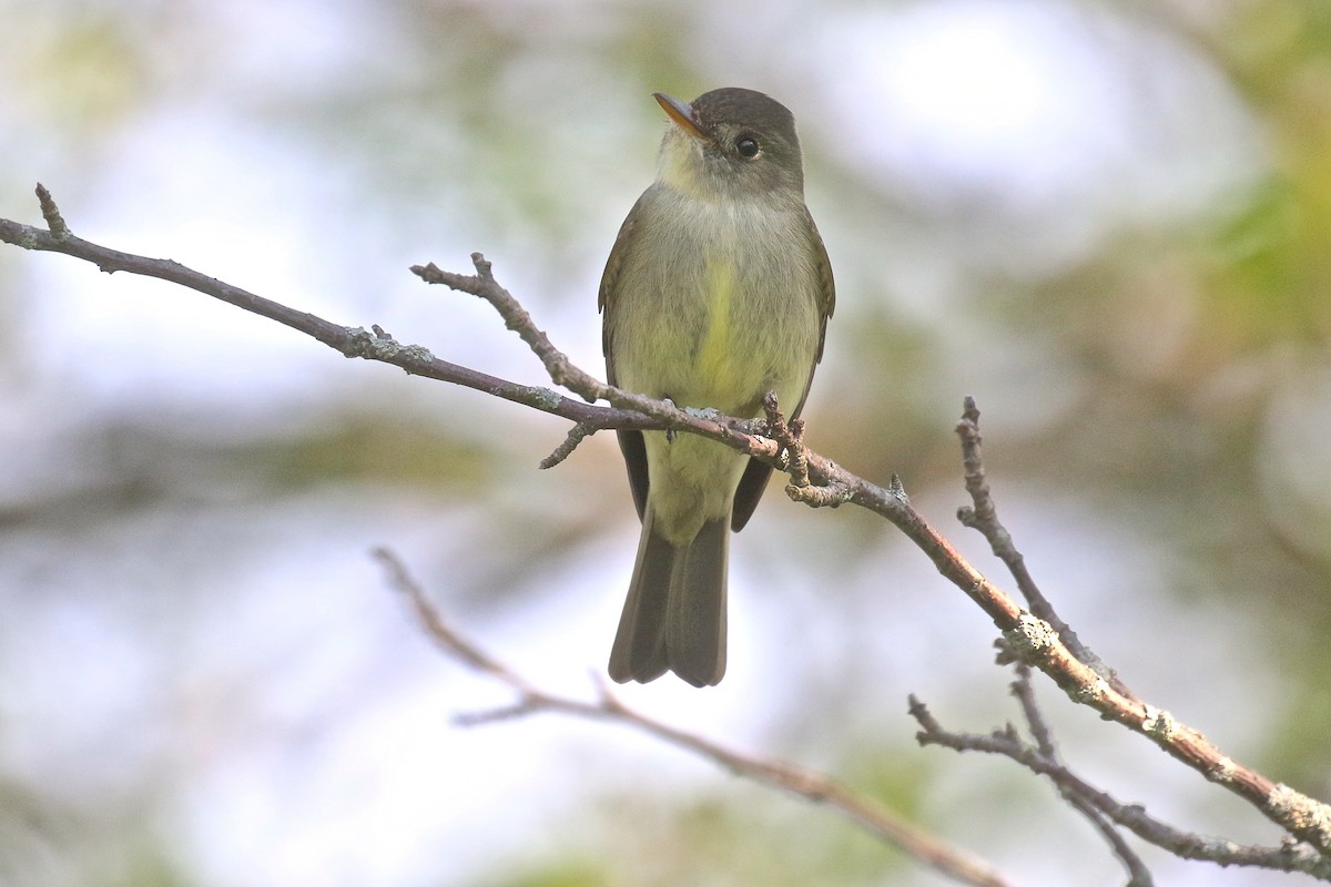 Eastern Wood-Pewee - ML159709311