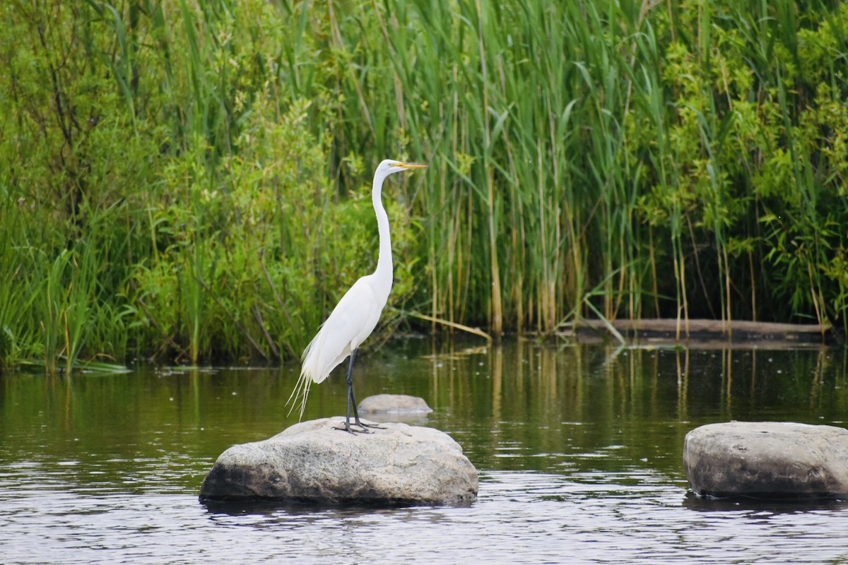 Great Egret - ML159710281