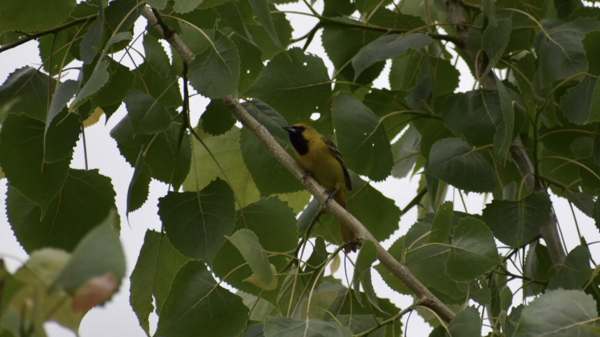 Orchard Oriole - ML159710971