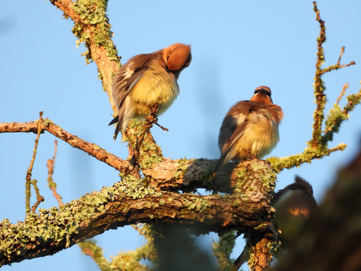 Cedar Waxwing - ML159711931