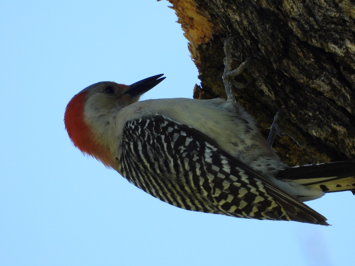 Red-bellied Woodpecker - ML159713211