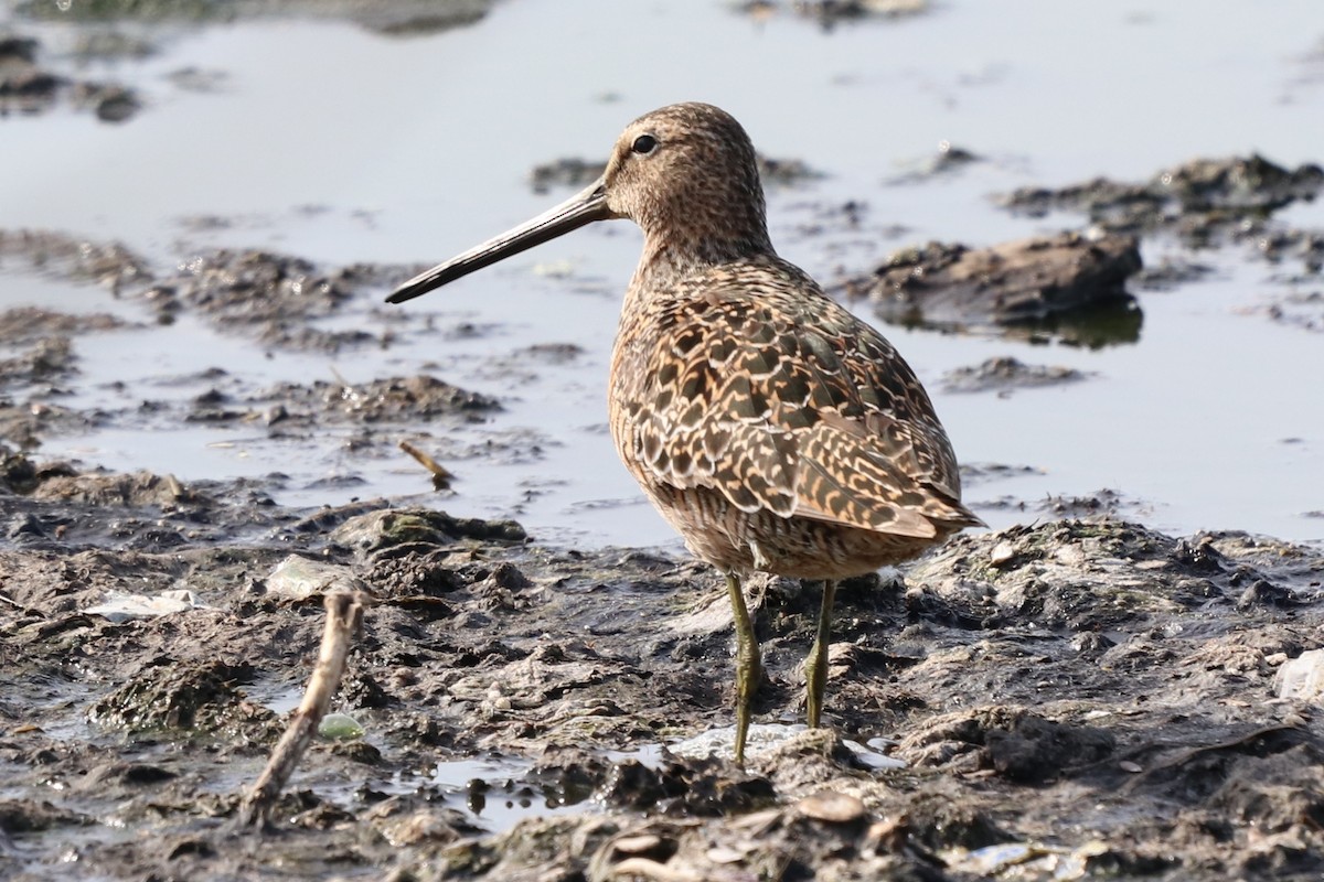 Long-billed Dowitcher - ML159713701