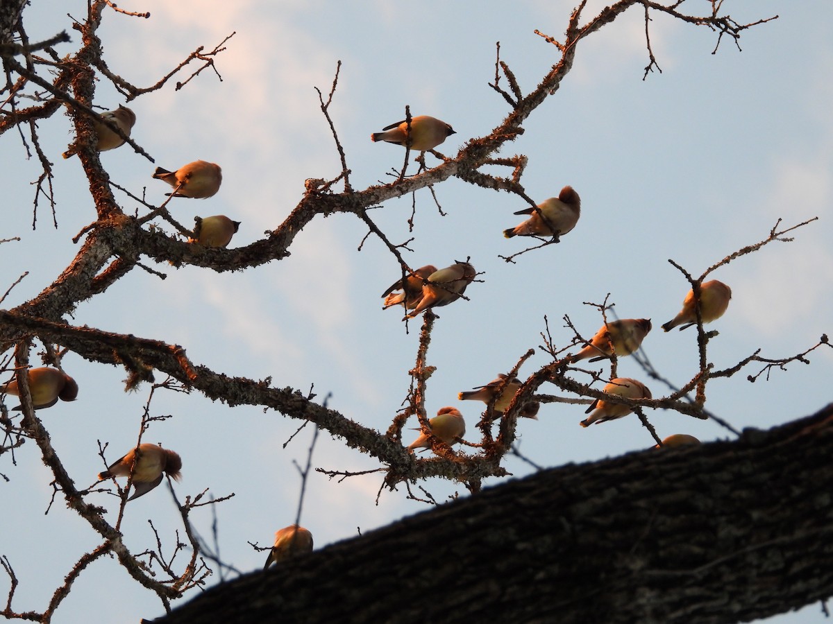 Cedar Waxwing - ML159713811