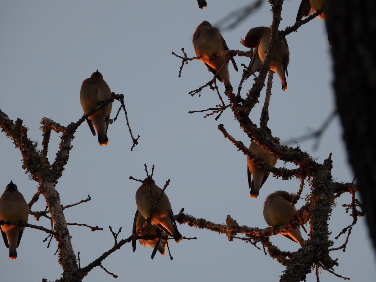 Cedar Waxwing - ML159713821