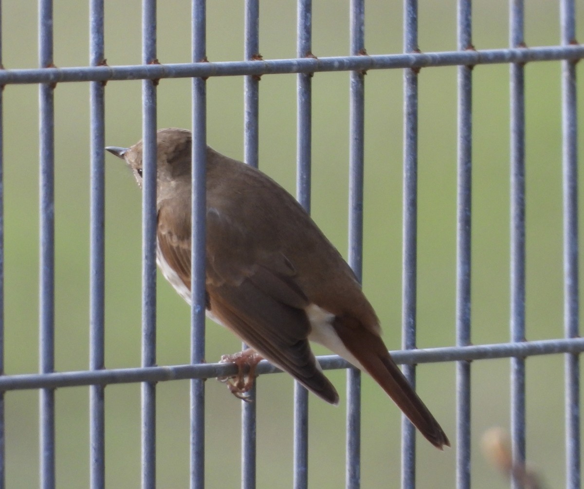 Hermit Thrush - ML159714341