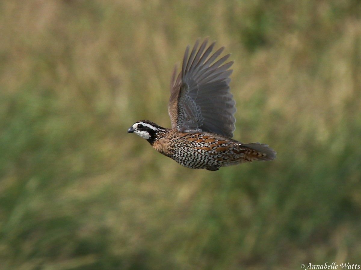 Northern Bobwhite - Justin Watts