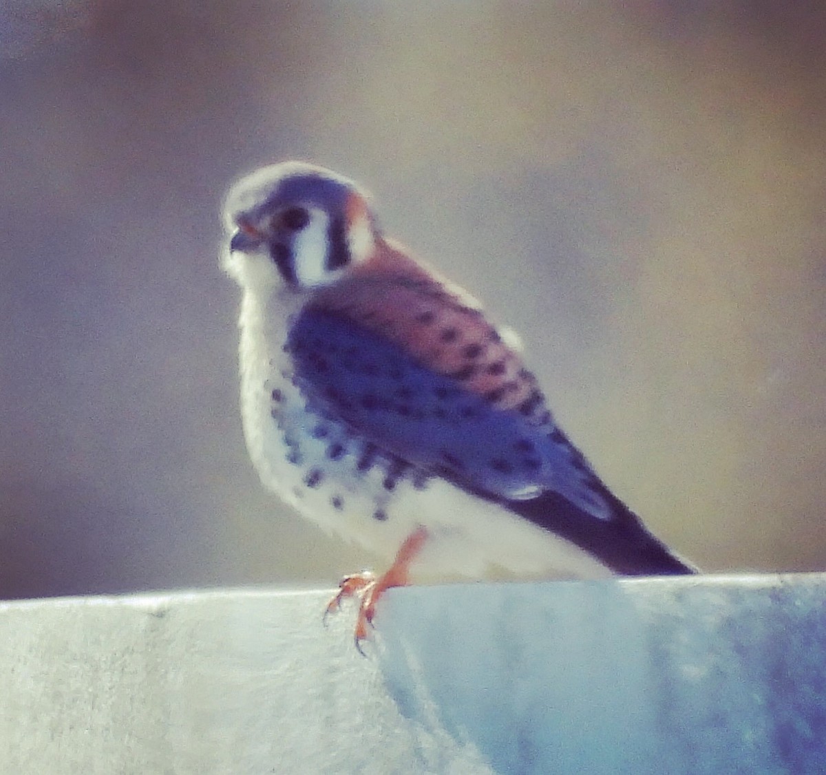 American Kestrel - ML159714561