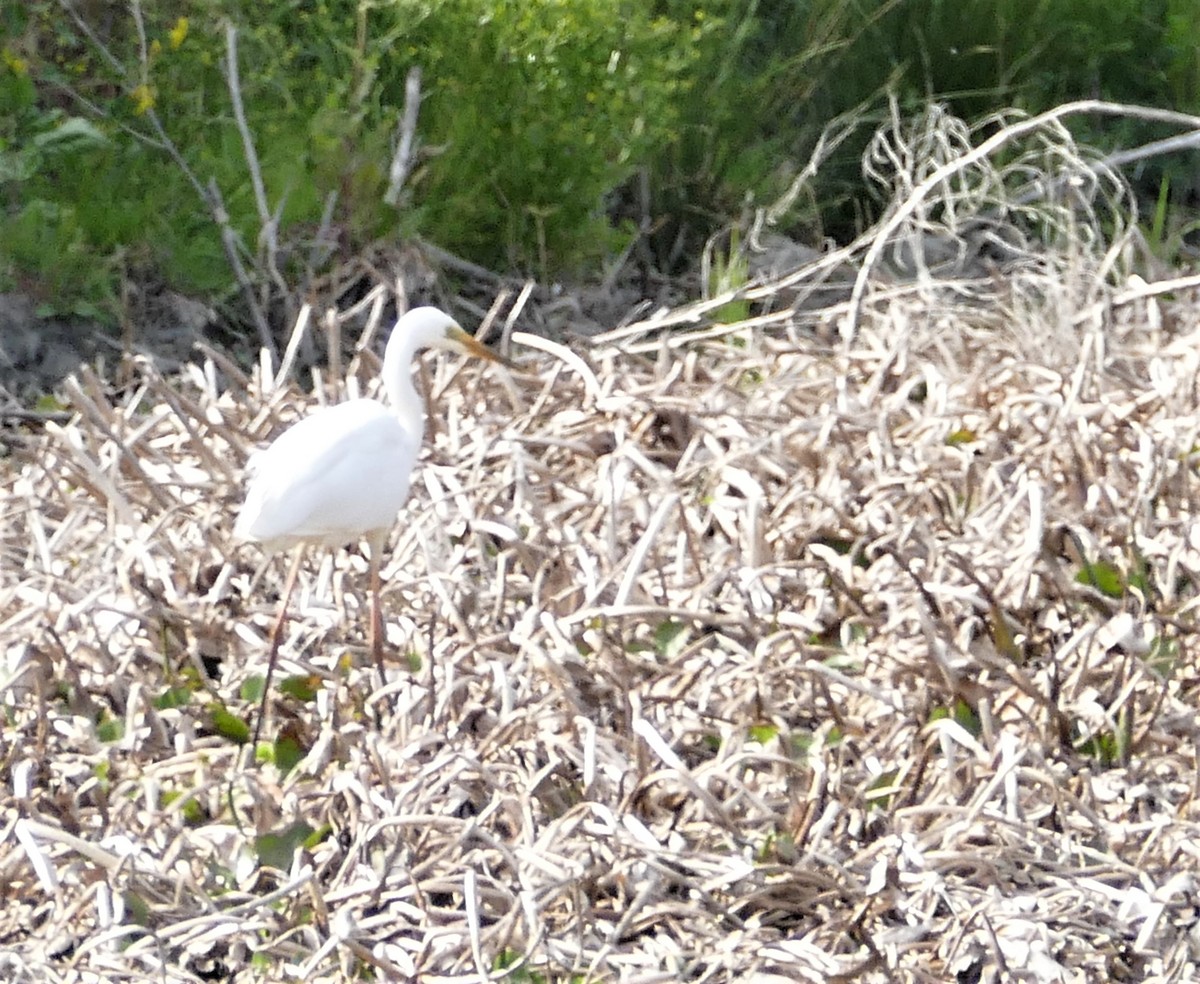 Great Egret - ML159714681