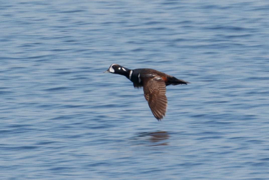 Harlequin Duck - Audrey Addison