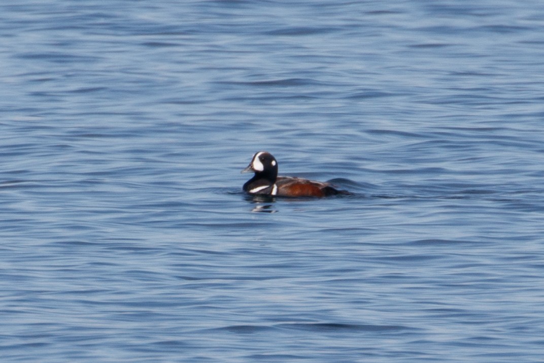 Harlequin Duck - ML159714921