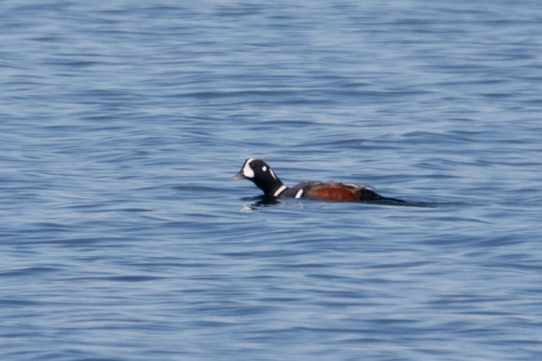 Harlequin Duck - ML159714931