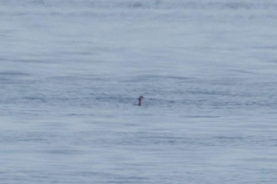 Red-necked Grebe - ML159715271