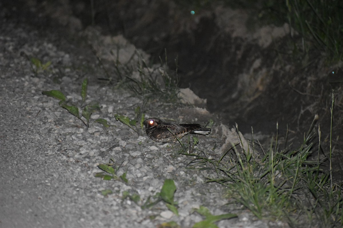 Eastern Whip-poor-will - ML159715361