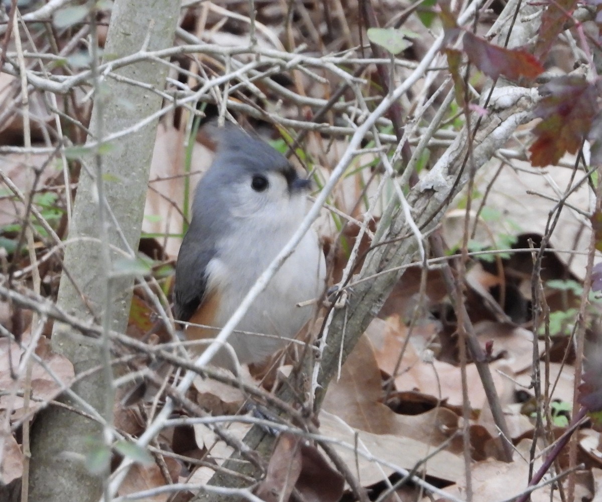 Tufted/Black-crested Titmouse - ML159715731