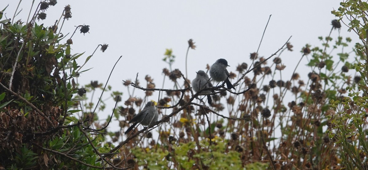 Blue-gray Gnatcatcher - ML159715971