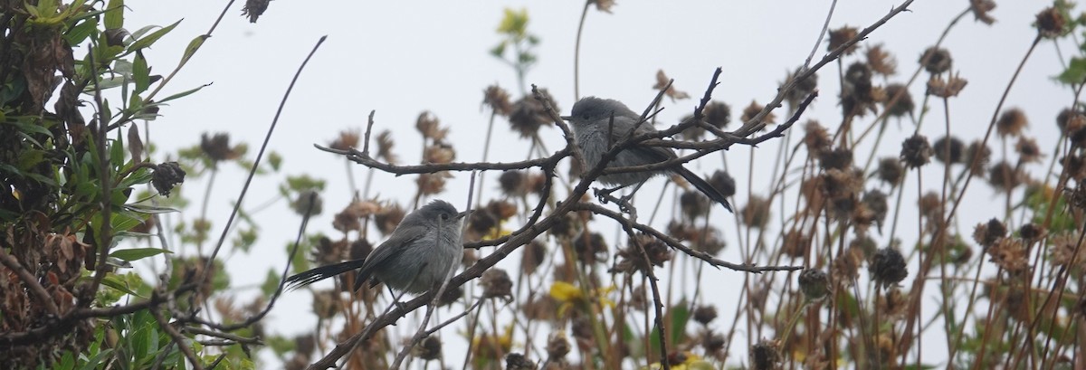 Blue-gray Gnatcatcher - ML159715981