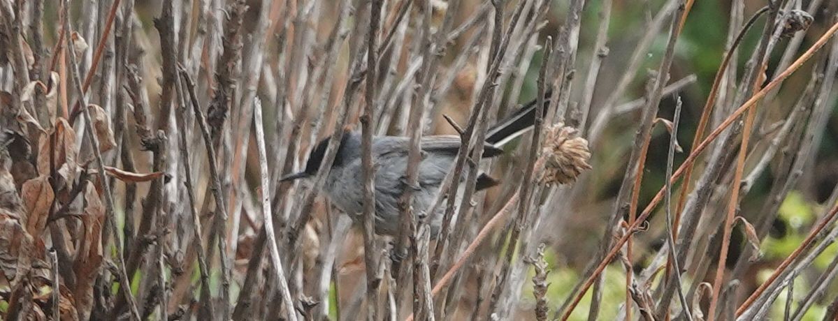 Blue-gray Gnatcatcher - ML159716051