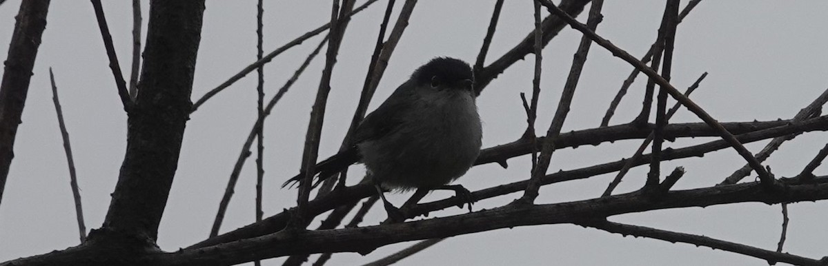 Blue-gray Gnatcatcher - ML159716061