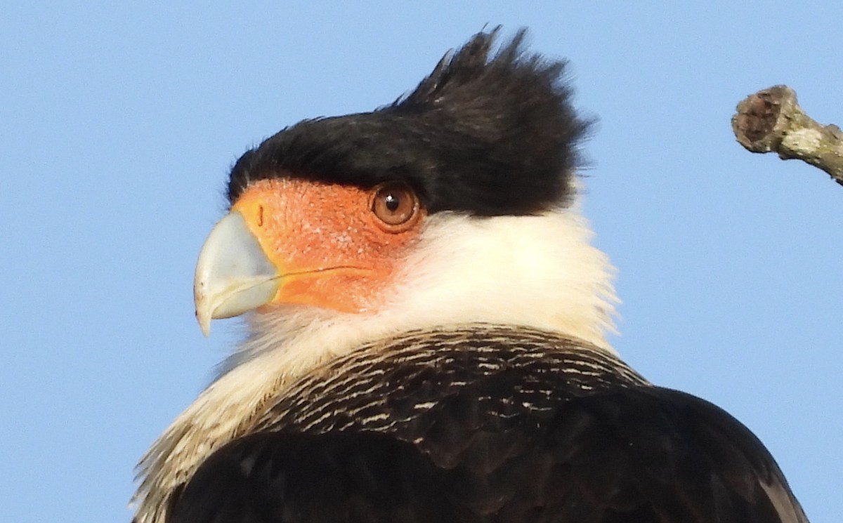 Crested Caracara (Northern) - ML159716181
