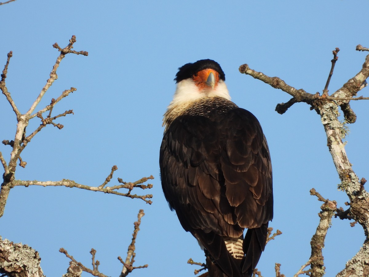 Crested Caracara (Northern) - ML159716251